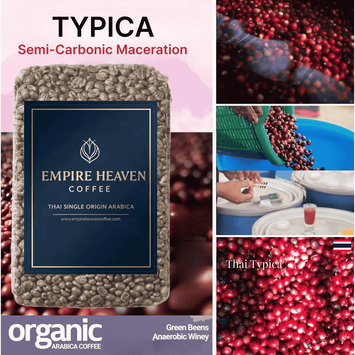 Thai Typica Green Coffee / Nan